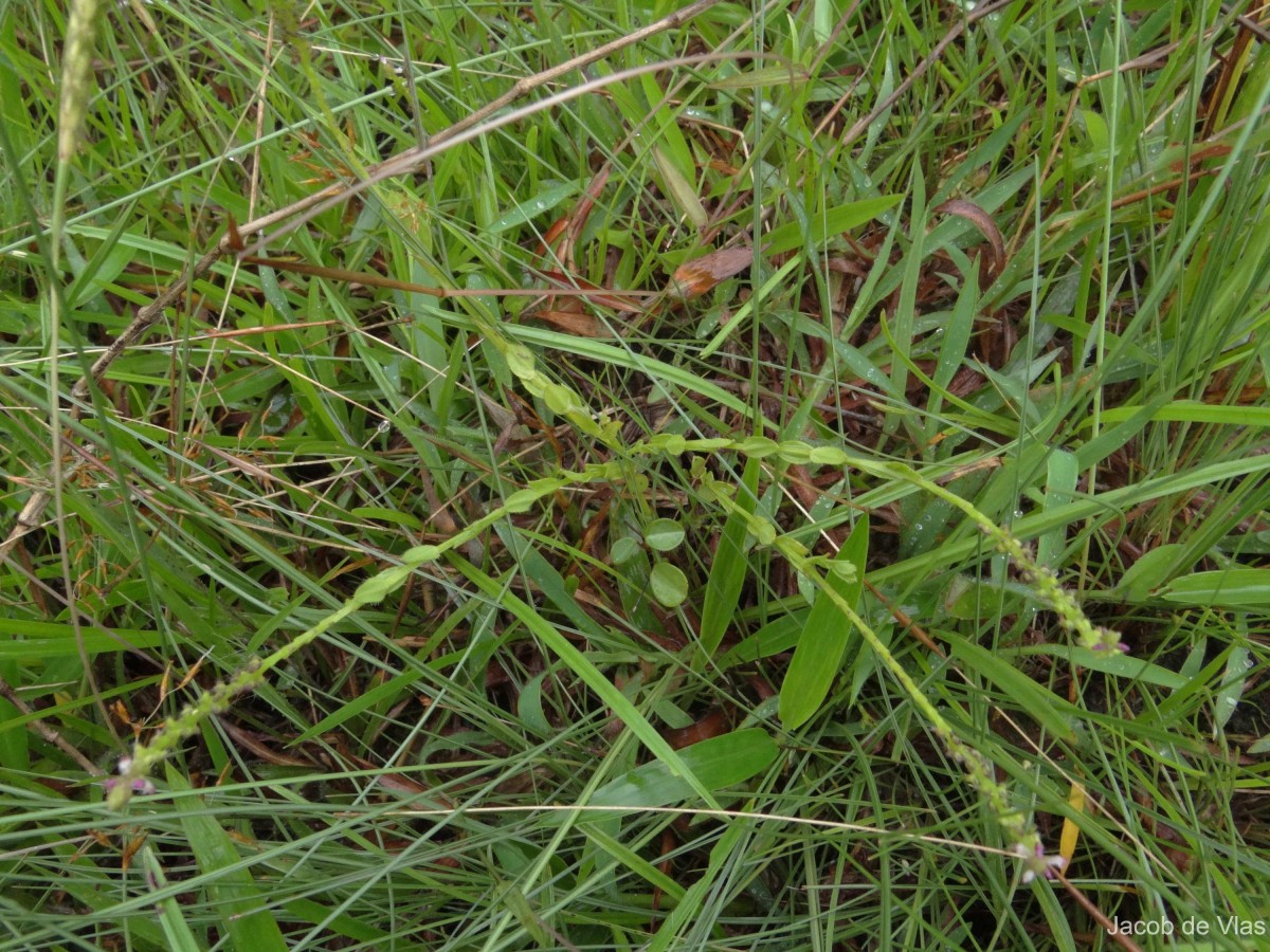 Salomonia ciliata (L.) DC.